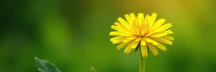 Fototapeta premium Bright yellow dandelion flower blooming in the garden, garden, greenery