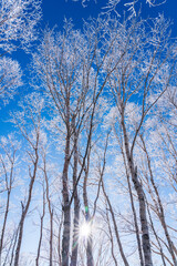 厳冬の霧ケ峰高原から朝日に照らされて輝く樹氷