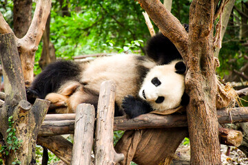 giant panda bear