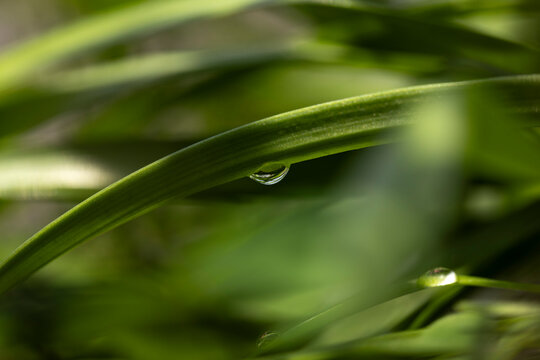 Clouse-up de Gota de agua colgando de una hoja alargada inclinada hacia abajo en medio de muchas otras hojas verdes. Refracci&oacute;n de la luz dentro de una gota de lluvia. Gota que parece un ojo.