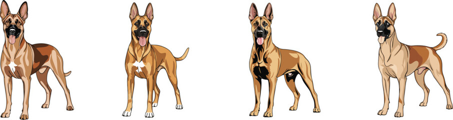 Obraz premium Set Of Belgian Malinois dog line vector illustration white background