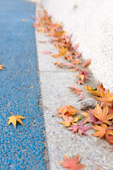 Yellow maple leaves beside the blue fitness trail