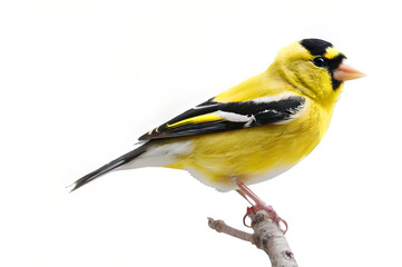 Fototapeta premium A bright yellow goldfinch perched delicately on a branch, with its cheerful colors standing out against a plain white canvas. 