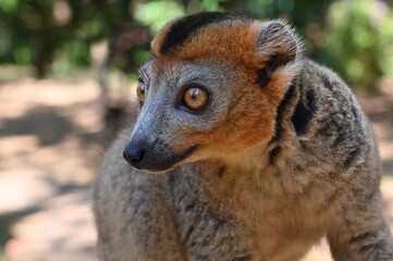 Crowned lemur (Eulemur Coronatus), endemic lemur from northern Madagascar 