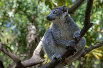 Crowned lemur (Eulemur Coronatus), endemic lemur from northern Madagascar 