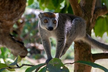 Crowned lemur (Eulemur Coronatus), endemic lemur from northern Madagascar 