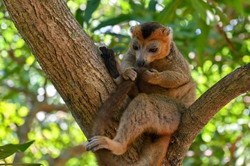 Crowned lemur (Eulemur Coronatus), endemic lemur from northern Madagascar 