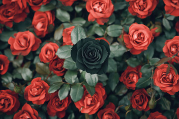 Fototapeta premium striking black rose stands out among vibrant red roses, creating captivating contrast in lush garden. This unique floral arrangement evokes sense of mystery and beauty