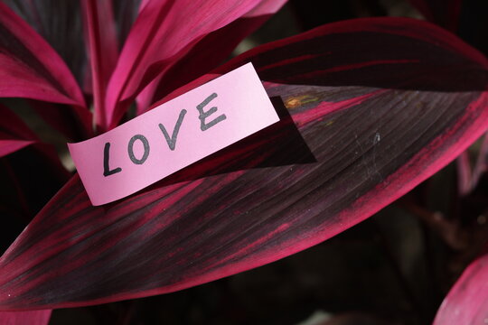 Una toma de cerca de Una toma de cerca de una nota adhesiva con la palabra amor pegada a una hoja de una planta para celebrar el d&iacute;a de los enamorados