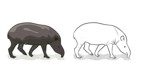 South American tapir is the largest surviving native terrestrial mammal in the Amazon. Vector illustration isolated on transparent background.