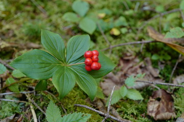 red berry in the forest
