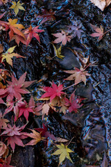 鎌倉2412　妙本寺34　紅葉・黄葉