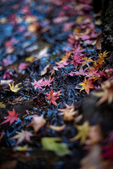 鎌倉2412　妙本寺33　紅葉・黄葉