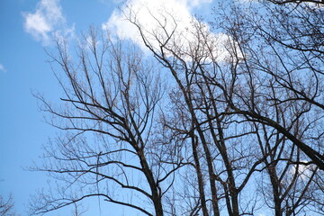 Obraz premium Tree trunks and branches and blue sky background texture, cloud, winter, no leaves