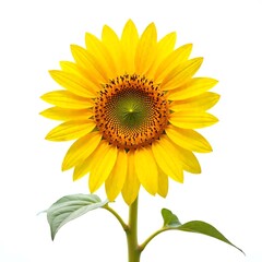 Obraz premium Bright Yellow Sunflower on White Background – Fresh Bloom, Summer Floral Design, Nature Beauty, Botanical Art, Gardening and Floral Decoration