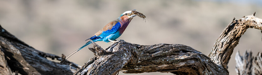 Beautiful colorful bird, Lilac Breasted Roller, perched on a branch of a dead tree, eating a large insect, in the Lewa Conservancy, African wildlife on adventure safari game drive in Kenya
