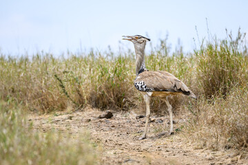 Large Kore Bustard bird in the tall grass catching an insect in the Lewa Conservancy, African wildlife on adventure safari game drive in Kenya
