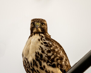red tailed hawk