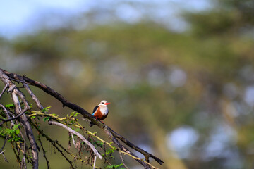 Gray-Headed Kingfisher perched on a branch in the Lewa Conservancy, African wildlife on adventure safari game drive in Kenya
