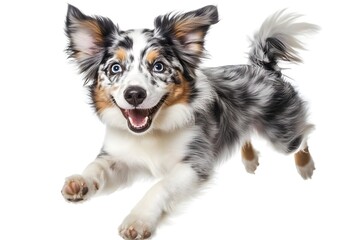 Fototapeta premium A playful dog with a happy expression, captured mid-leap against a white background.