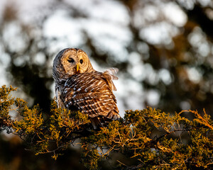 Barred owl