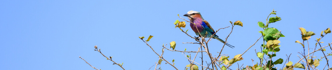 Beautiful colorful bird, Lilac Breasted Roller, perched on the top of a bush in the Maasai Mara National Reserve, African wildlife on adventure safari game drive in Kenya
