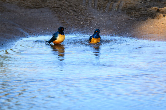Hildebrandt's Starlings taking a bath in a stream crossing a road in the Maasai Mara National Reserve, African wildlife on adventure safari game drive in Kenya

