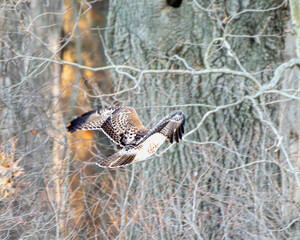 Hawk flying