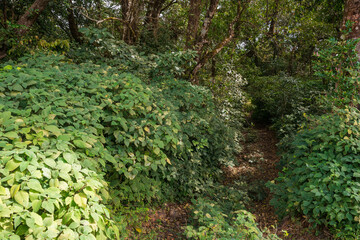 forest road covered with bushes and grass.