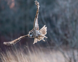 Barred owl in flight
