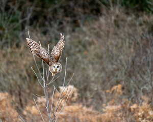 Barred owl in flight