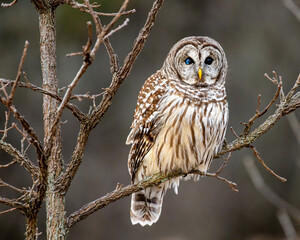 Barred owl