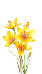 Obraz premium Bouquet with spring yellow flower of Pasqueflower (Pulsatilla orientali-sibirica, Pulsatilla flavescens, prairie crocus). Hand drawn watercolor painting illustration isolated on white background, gr