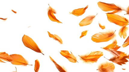 A collection of orange feathers drifting against a white background.