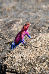 Very colorful male agama lizard, in pink and blue, posing on a rock, African wildlife on adventure safari in Kenya
