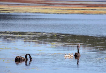 Black swan family gracefully floating on Myponga Reservoir, surrounded by serene water and natural beauty