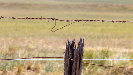 Fototapeta premium old fence post and barbed wire