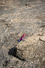 Very colorful male agama lizard, in pink and blue, posing on a rock, African wildlife on adventure safari in Kenya
