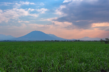 Sugar cane plantation during the afternoon at Usulut&aacute;n, El Salvador with a volcano in the horizon and large clouds