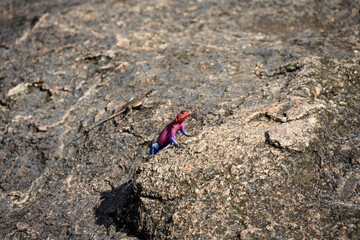 Very colorful male agama lizard, in pink and blue, posing on a rock, African wildlife on adventure safari in Kenya
