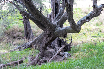 Old twisted trees near a creek