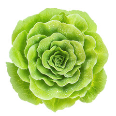 Fototapeta premium real lettuce isolate on white
