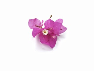 Obraz premium Pink bougenville flower isolated on white background. Nature decorative concept design