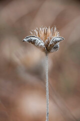 fall flower seeds