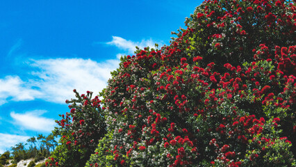 Pohutukawa new zealand christmas tree blooming bright red flowers

