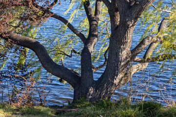 old twisted tree beside a lake