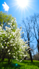Naklejka premium Beautiful blurred spring background nature with blooming glade, trees and blue sky on a sunny day., Side lit, with white tones