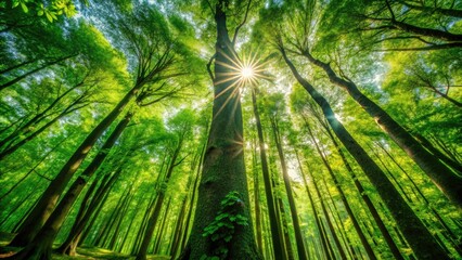 Fototapeta premium Sun Dappled Forest: Midday Sunlight Through Tall Trees, Lush Green Canopy, Nature Photography, Woodland Scene