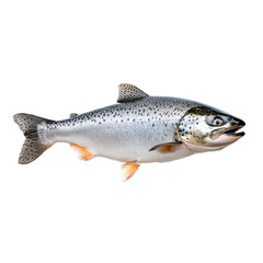 Obraz premium real raw salmon isolate on white