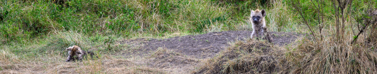 Two Hyena pups, cute furry babies, outside the den in the Maasai Mara National Reserve, African wildlife on adventure safari game drive in Kenya
